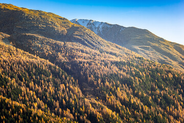 Green spruces and golden larch trees on the slope of a mountain in Engadin Valley, Switzerland