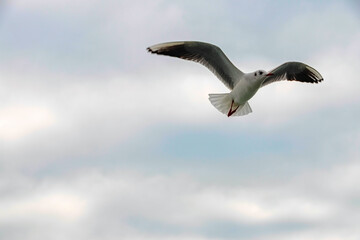 Obraz premium seagull flying in the sky