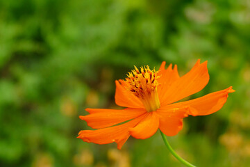 キバナコスモス