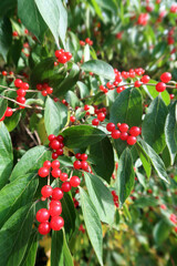 Obraz premium Amerikanische Winterbeere - winterberry - Ilex verticillata