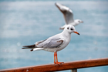 Fototapeta premium seagull on the rail ferry