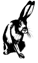 black and white rabbit