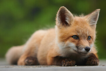 Wild baby red fox laying down at the beach, Nova Scotia, Canada
