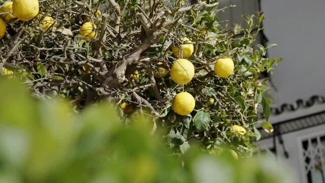 Closeup of a lemon tree on a sunny day