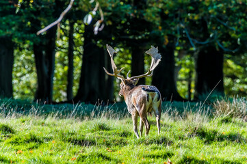 Naklejka na ściany i meble A view of a stag heading towards trees in parkland near to Arundel, Sussex, UK in Autumn