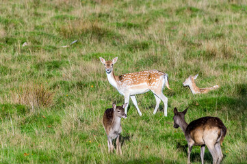 Naklejka na ściany i meble A view of a female deer alert in parkland near to Arundel, Sussex, UK in Autumn