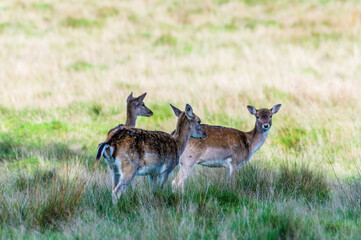 A view of a group of female deer in parkland near to Arundel, Sussex, UK in Autumn