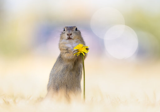 Ground Squirrel with Dandelion