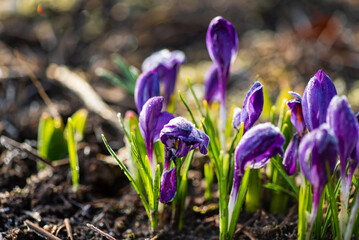 First Spring crocus flowers in frost