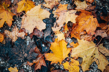 autumn leaves background