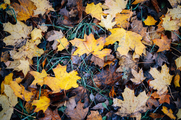 Obraz premium Fallen leaves