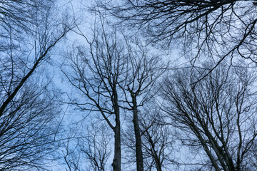 Photo of trees from below