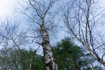 Photo of trees from below