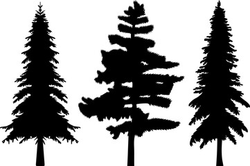 spruce silhouette, fir trees nature design