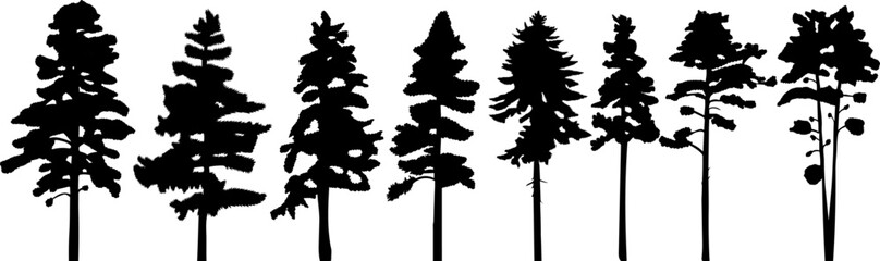 spruce silhouette, fir trees nature design vector isolated