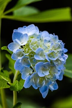 Closeup of blue hydrangea blooming in the garden