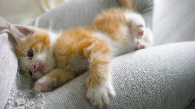 Portrait of little 1 month old cute playful ginger striped kitten with blue eyes