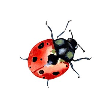 Ladybug red colorful cute a watercolor sketch