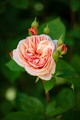 nice roses in the garden