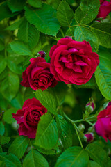 nice roses in the garden