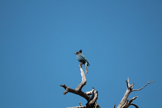 Blue Jay on a a leafless branch isolated on a blue background