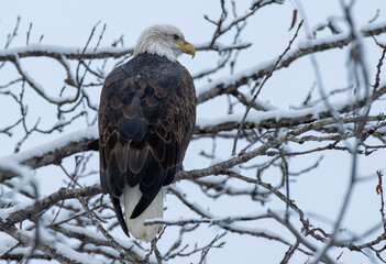 Bald Eagles