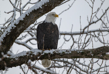 Bald Eagles