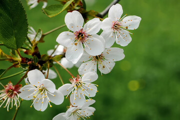 White blossom on the tree blooming in the early spring, backgroung blured. High quality photo