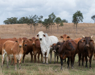 Mixed herd of cattle that are often found roaming freely in Queensland, Australia. - obrazy, fototapety, plakaty