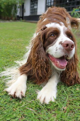 English springer spaniel portrait