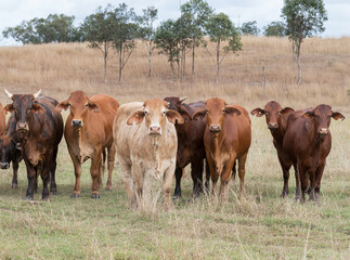 Mixed herd of cattle that are often found roaming freely in Queensland, Australia.