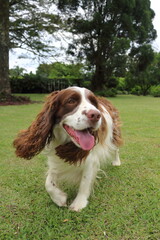 English springer spaniel portrait