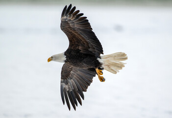 Bald Eagles