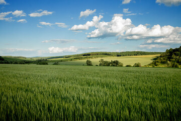 Obraz premium Green wheat field against the background of hot summer sun and blue sky with white clouds. Beautiful summer landscape