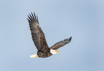 Bald Eagles