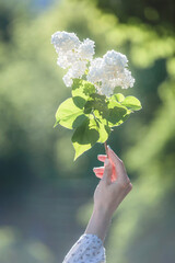 Fototapeta na wymiar a tender female hand holds a flowering branch of white lilac in the garden in the rays of the setting sun