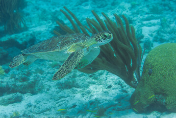 Wild Green Sea Turtle swimming in natural habitat in Bonaire Marine Park