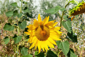 Close-up of a Sunflower on a sunny summer day. Shot in the King's Kitchen Garden (Potager du Roi) in Versailles, France.