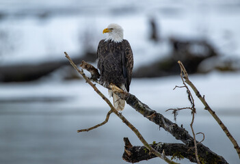 Bald Eagles