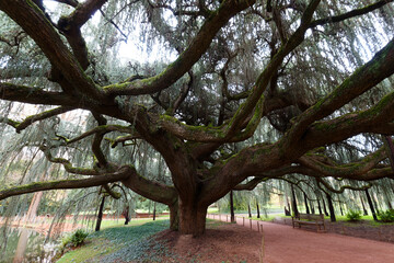 The giant weeping blue Atlas Cedar in the Parc a la Vallee aux Loups