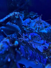 Lobster in aquarium
