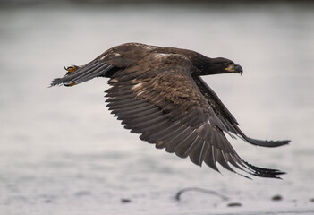 Bald Eagles