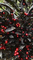 Black and red  leaves
