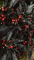 christmas tree decorations