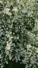 White flowers background