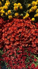 autumn flowers 