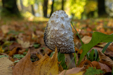 Single canine mushroom in autumn leaves