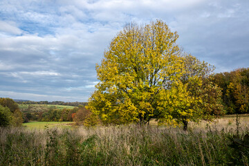 Autumn tree with yellow leaves in the field