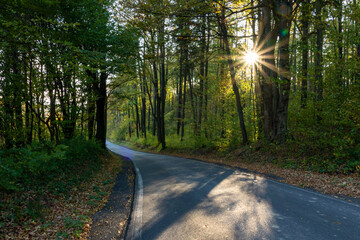 Forest road with the sun shining from behind the trees