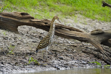 Rufescent Tiger Heron, young bird (Tigrisoma lineatum), also known as Soco-Boi, is a species of heron in the family Ardeidae. Araçá River, Amazonas – Brazil.